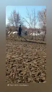 Кон Брио - 13