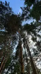 Богослово - 84