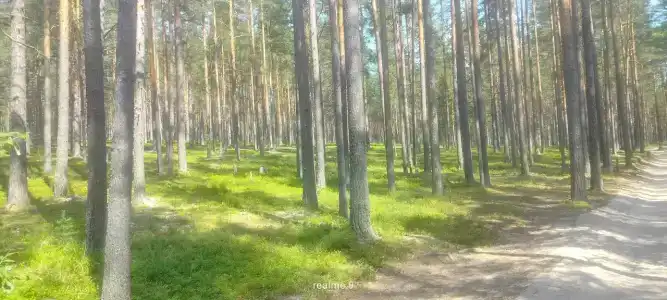 Лотос - 33