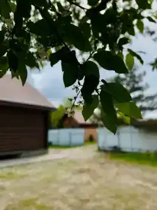 Велесов лес - 45