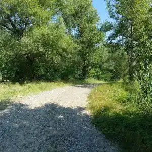 Золотая рыбка - 29