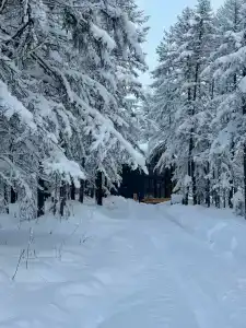 В лесу как дома - 6