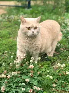 Междуречье - 13
