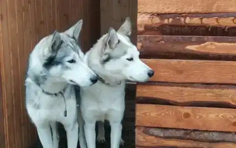 Хаски Кэмп - 1