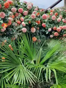 Мини-гостиница Гавайи - 76