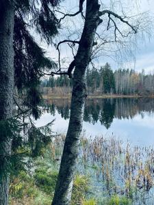 DachaLand - 23