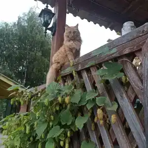 Троицкий - 4