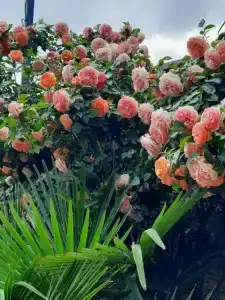 Мини-гостиница Гавайи - 56