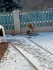 Витальница - 40