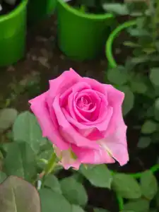 Кулаково - 83