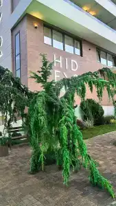 Hidens - 33