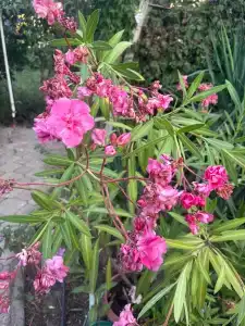 Manor Beach Kazantip - 24