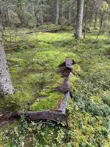Северный олень - 39