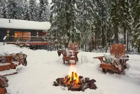 Fox in forest - 10