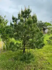 Станъ - 9