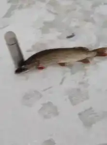 На Вазузу - 62