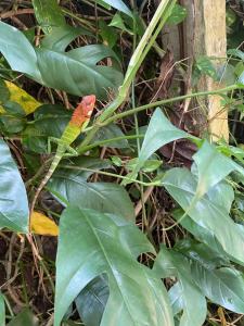 Thambapanni Retreat - 60