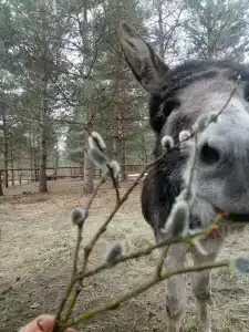 Круиз Вилладж - 49