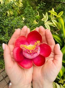 Vela Phu Quoc Resort - 30
