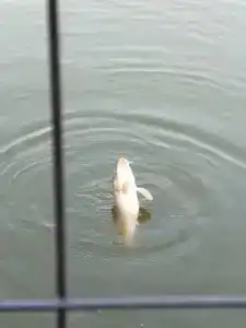 Дом на Воде в Заречном - 18