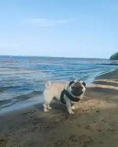 Лунный свет - 64