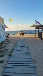 Аль Маре - 1
