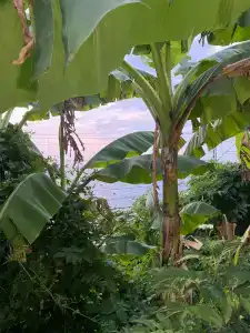 Фламинго - 79