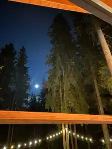Fox in forest - 18