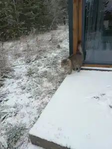База отдыха на опушке - 27