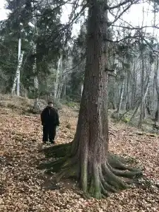 Forest Aura - 6