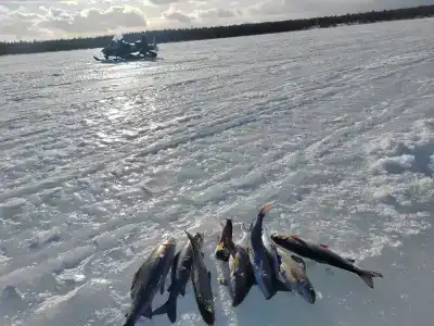 Compass Sosnovaya - 5