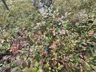 Бобровый берег - 25