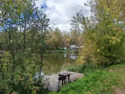 Голден Фиш - 40