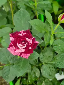 Кулаково - 80