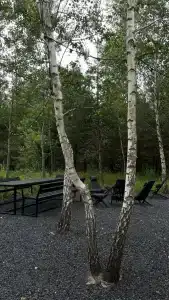 Betula - 57