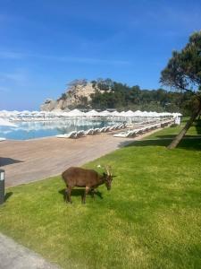 Maxx Royal Kemer Resort - 98