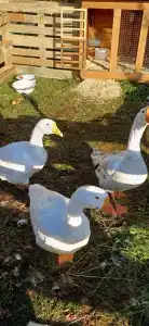 Гольфстрим - 31