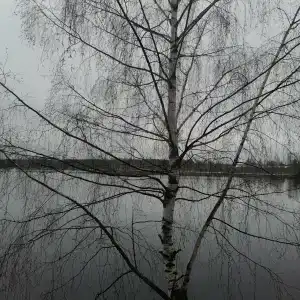 Березовый рай - 43