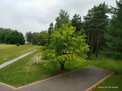 Сосны - 42