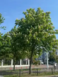 5 колец - 11