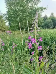 Круиз Вилладж - 60