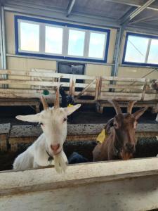 Александровский спас - 75