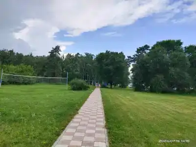 Сосны - 47