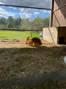 Замок La Ferme de Reve - 91