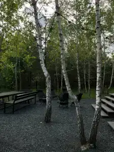 Betula - 48