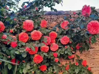 Мини-гостиница Гавайи - 49