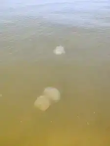 Азов Бриз - 36