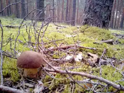 Вуокса-вирта - 47