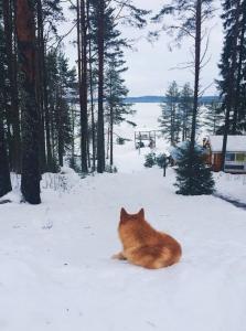 Лесной двор - 30