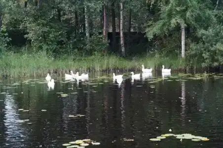 База на Вуоксе - 31